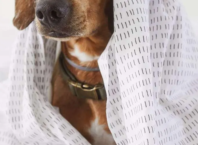 Levante St Julians Affiliated By Melia *